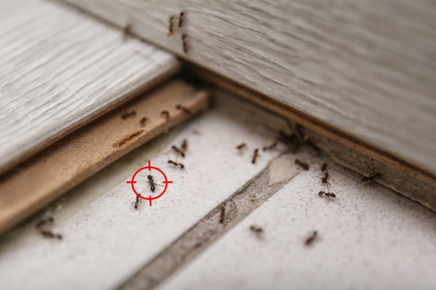 Best Affordable Pest Control Services  in Woodlake, VA